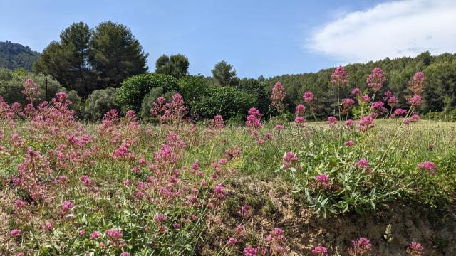 Prairie Au Pied Du Ruissatel Les Camoinshkotlcm 2