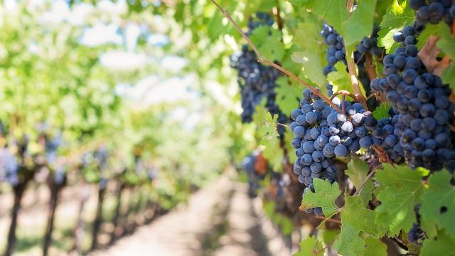 Raisin dans les vignobles