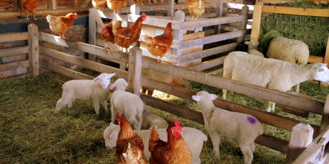 Poules et moutons dans une ferme