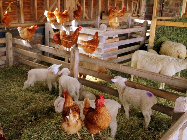 Poules et moutons dans une ferme