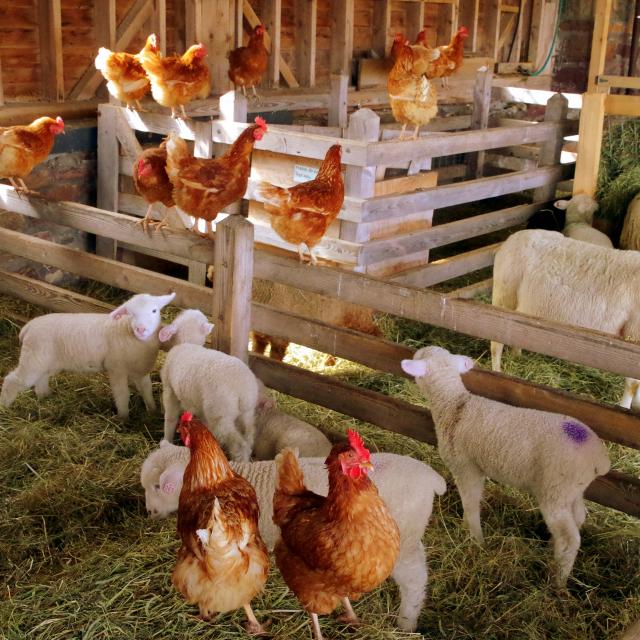 Poules et moutons dans une ferme